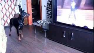 Dog Dancing To Michael Jackson - Billie Jean