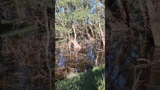Вода прибывает.Гуляюжизнь в деревне. Подписывайся