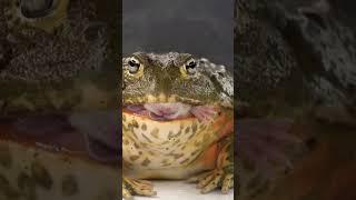 Pixie Frog Swallows Its Food