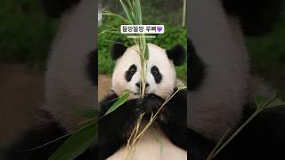 어쩜 이렇게 반짝반짝~ 똘똘하게 생긴 아기가 다 있담 #루이바오 #판다월드 #에버랜드 #푸바오동생