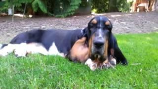 Lenny visits Bellingham Bassets European Basset hound