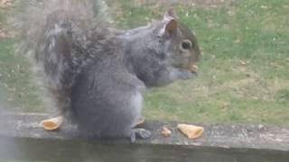 Squirrels Eating Bugles