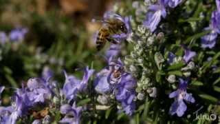 Bee Plants for Drought |Reid's Nursery |Central Texas Gardener