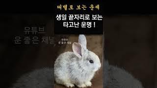 2025년 3월 기묘월 운 좋은 토끼띠 운세! 띠별운세! 띠별로 보는 한달간 운세! #띠별운세 #2025년운세