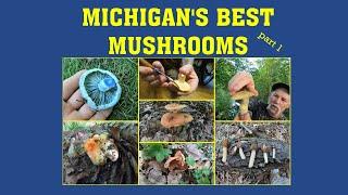 Mushrooms As Good As If Not Better Than Morels