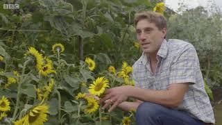 Gardeners  World - Sunflowers
