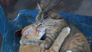 Two adorable cats cuddling and kissing.