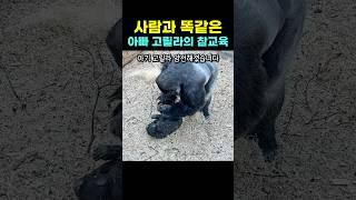 사람과 똑같은 아빠 고릴라의 참교육