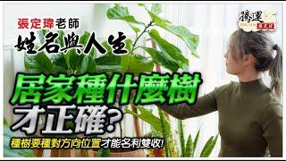 種樹要種對方向位置才能名利雙收！全球風水易經姓名學大師張定瑋