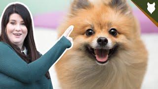 5 Reasons Why YOU SHOULD Get A POMERANIAN