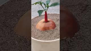 Combination of apple fruit and chilli get small tree #decigarden27 #shortsfeed #ytshorts