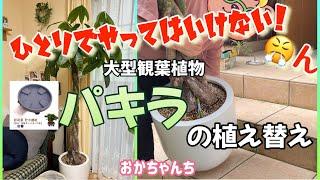 【おかちゃんち】大型観葉植物（パキラ）の植え替え。軽めのファイバー鉢でも、ひとりでの移動はとても出来ない！お部屋に入れる苦悩移動も水やりも困らないお皿の紹介。便利なサスティー。#ガーデニング