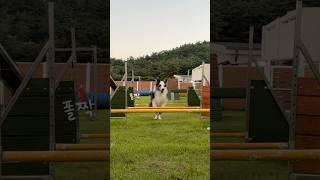 보더콜리 어질리티 실력은?! 가볍게 폴짝 폴짝