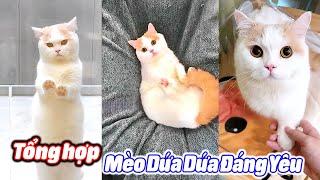 Tổng Hợp Chú Mèo Dứa Dứa Đáng Yêu #thúcưng #vậtnuôi #chómèohàihước #funny