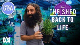 Secret Plant Revival Technique | From The Shed | Gardening Australia