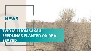 Two million saxaul seedlings planted on Aral seabed. Qazaq TV News