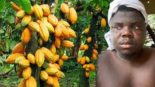 We Own 50 Acres Of Cocoa Farm In Ghana But Still Poor!