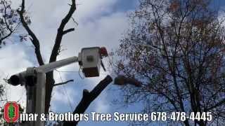 Commercial Tree Service And Tree Removal Experts In Atlanta