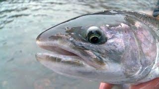 Float Fishing for Massive Winter Steelhead-Tangled with Captain Quinn