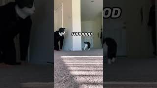 Cat Mask Vs Cat️