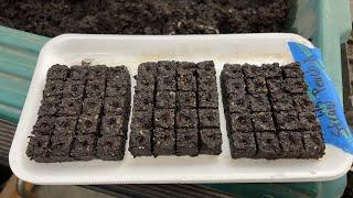 Seed Starting with Soil Blocking with Lisa Z