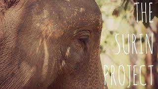 THE SURIN PROJECT: Saving Thailand's Elephants