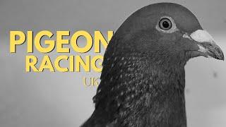 The Last of Britain's Pigeon Fanciers I Pigeon Racing UK