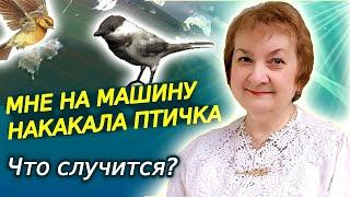 Птица измазала машину. К чему бы это? Толкование приметы о нагадившей птице