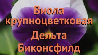 Виола крупноцветковая Биконсфилд  виола Биконсфилд обзор: как сажать семена виолы Биконсфилд