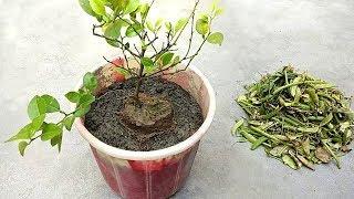 Grow lemon tree faster using homemade compost fertilizer | Natural and free fertilizer for plants