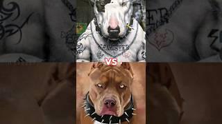 BULL TERRIER VS PITBULL #shorts