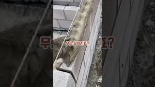 1억 시골땅 주인행세 하는 이유