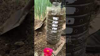 Amazing planting portulaca flower in pot plastic bottle very beautiful #garden #horticulture #nature