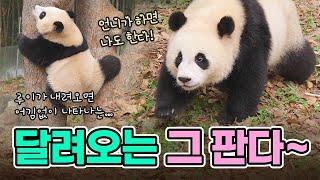 달려오는 그 판다 후이! "언니가 하면 나도 한다!"  I Rui & Hui's outdoor adapting story (2) 