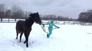 АЗАМАТ: что будет, если не воспитывать лошадь?