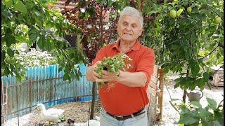 Самый полезный салат в нашем огороде