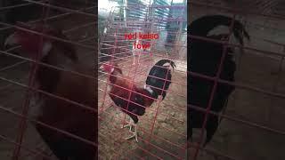 red kelso fowl #manok #chickenbreeds #chicken #fowls #rooster #backyardfowls #ayam