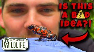 WHAT Will Happen If You TOUCH This POISON DART FROG?!