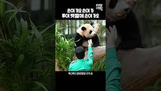 루이 뱃짤은 말캉말캉 세계 제일│ #shorts #아기판다 #babypanda #twins