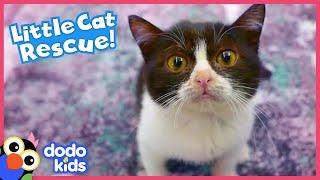 Tiny Cat Overcomes Vet Emergency And Finds A New Way To Say Thank You | Rescued! | Dodo Kids