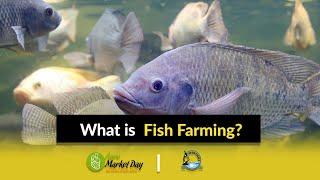 What is Fish Farming? || Fish Farming