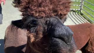 ALPACA Bag and See You at Bluebird Farm