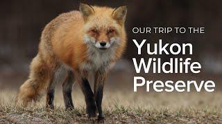 Yukon Wildlife Preserve | Vlog 005