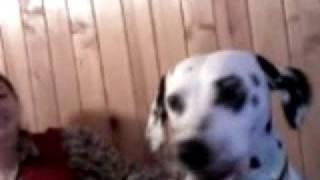 Далматинец Брюс поёт___ The dalmatian Bruse singing