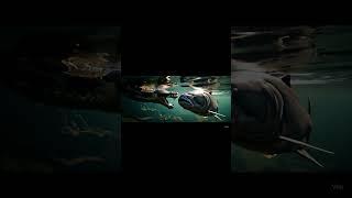 When Giants Collide: Python vs Monster Fish in a Jungle Pond