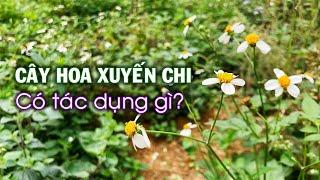 Hoa xuyến chi cây thuốc quý ven đường mà ít ai biết đến,tác dụng cây hoa xuyến chi,Thịnh Nông Nghiệp