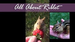 All About Riblet  - Episode 2 - Hand feeding chipmunks