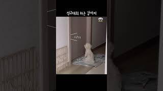 (1000만뷰)꽉닫힌 방문 앞에서 석고대죄하는 귀여운 강아지 #쇼츠 #dog #말티즈
