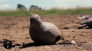 JJ Caceria Pigeon Hunting Cordoba Argentina 2018