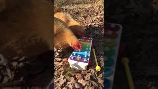 Lucy & Ethel play the xylophone